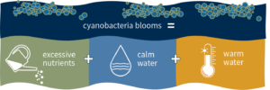 Cyanobacteria blooms infographic